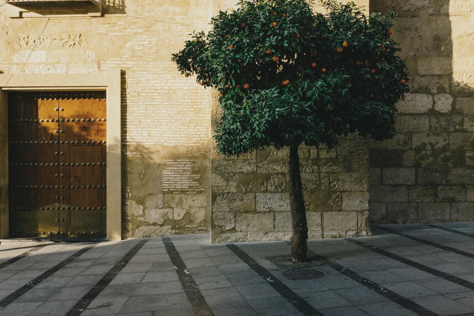 An orange tree against an old stone wall in Seville