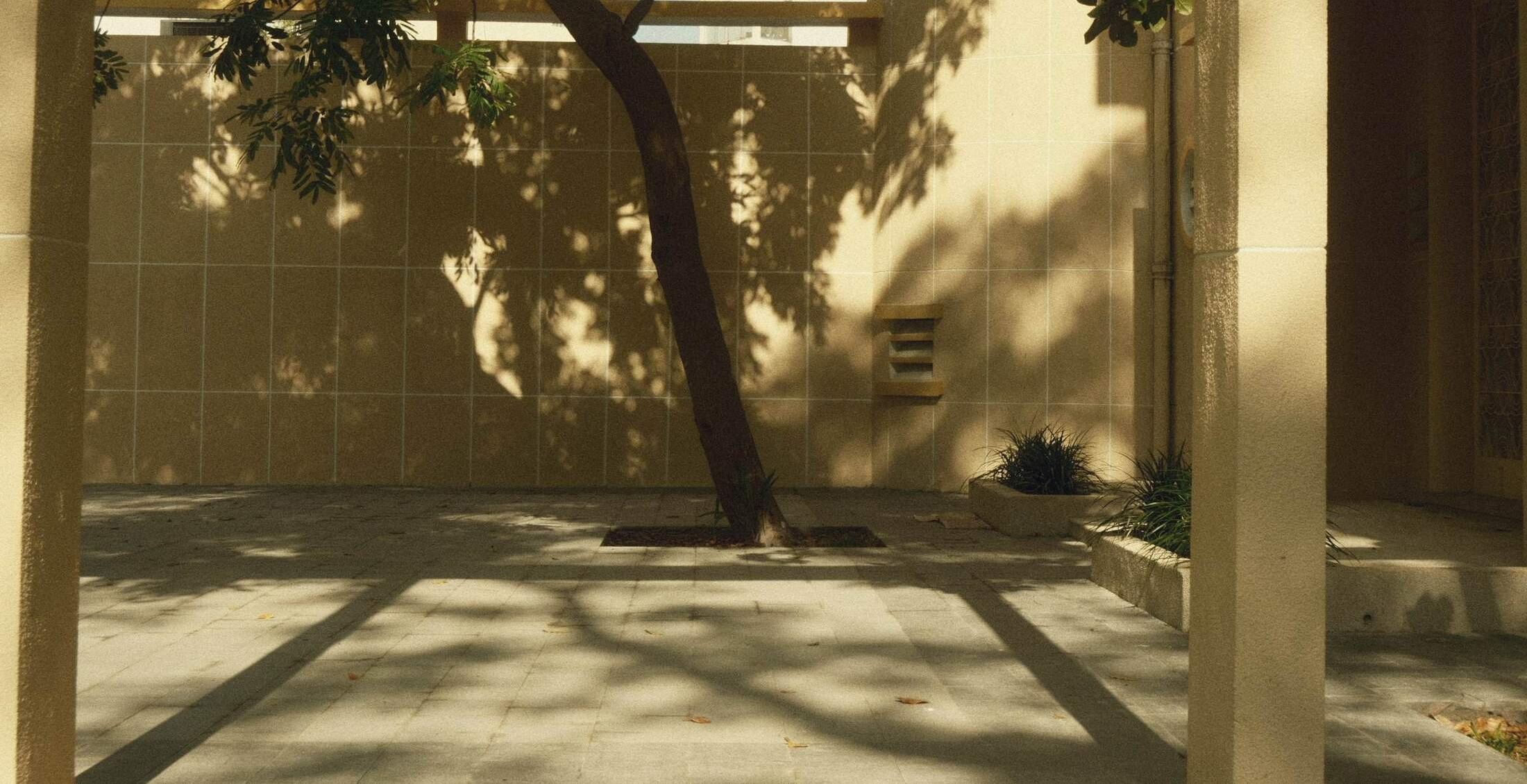 Courtyard with a tree casting its shadow on a stone-clad wall in the late afternoon